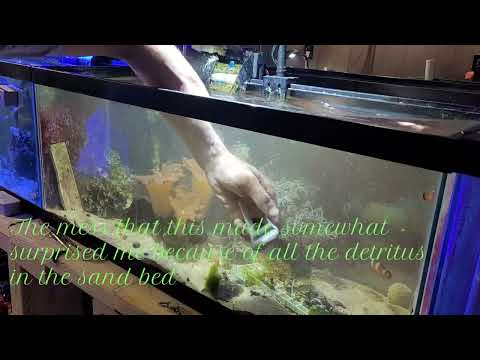 Aquarium maintenance On a saltwater coral grow out Aquarium maintenance on a saltwater coral tank