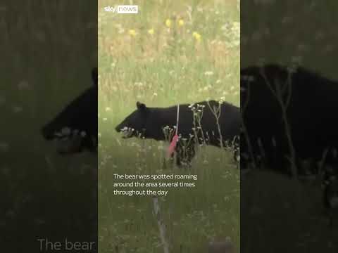 Bear on runway delays flights in Japan