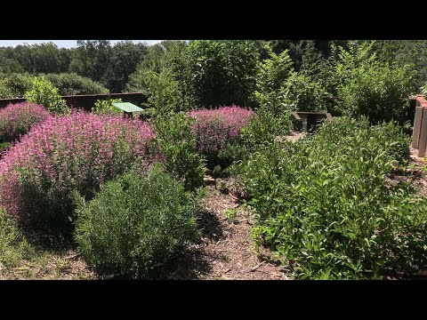 screenshot of youtube video titled Online Course to Create a Backyard Wildlife Habitat | Making It Grow