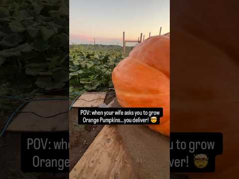 Wife Wanted Orange Pumpkins… I Understood the Assignment 😅🎃