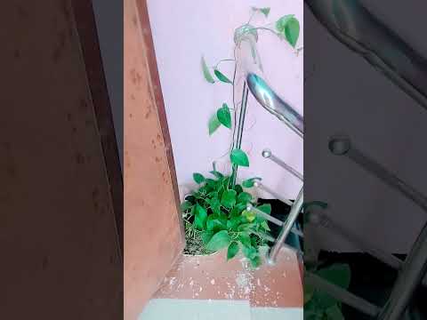 money plant #shortsfeed #nature #naatzindagi #islamicshorts #allah #moneyplant #beautifulflowers