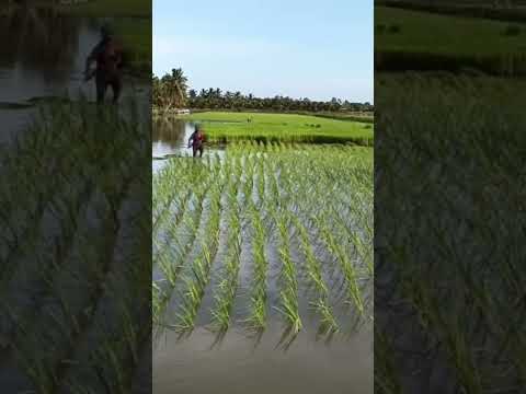 🌺Em trai cấy rất giỏi 🌺