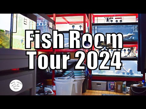 Fish Room Tour 2024 | Big Fish Little Fish Aquatic Fish Room Tour 2024 |Big Fish Little Fish Aquatics

Just a quick video touring my the fish room :)

