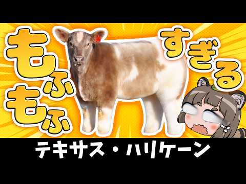 【え？】なぜ牛がこんなモフモフになるのか、理由を知ってますか？【テキサス・トルネード】