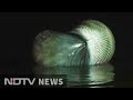 30-feet whale washes ashore Juhu beach in Mumbai