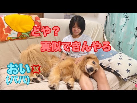 姉の膝枕に甘えながら、究極のドヤ顔でパパを見下す大型犬クッキー【ゴールデンレトリバーとミニチュアダックスフンド】