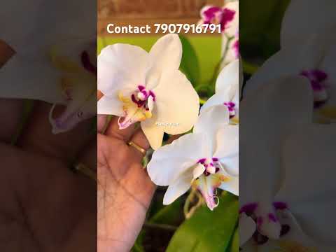 Phelenopsis Flowering #shorts #shortvideo #youtubeshorts #orchid #onlineshopping
