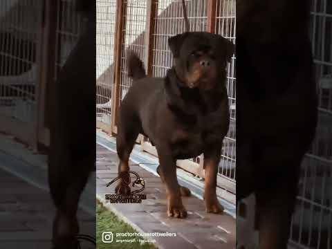 Aap ko dar nahin lagta#shorts #shortsfeed #trending #rottweiler