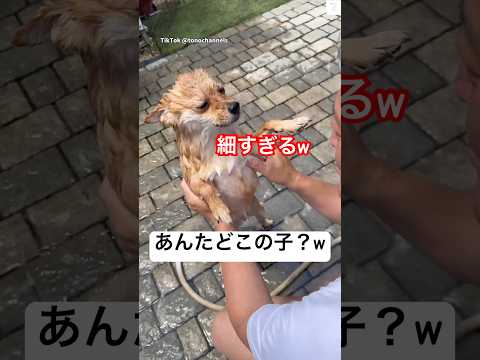 こんな細かった⁉️濡れたら別の犬に😂　　　#ミックス犬　#可愛い犬　#面白い　#シャンプー　#犬 サムネイル