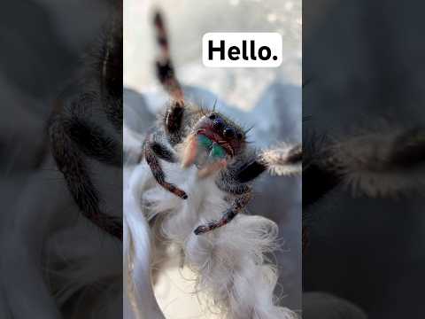 Wild Jumping Spider Gives HIGH FIVES 😱 (Smartest Spider?) 🕷️✋