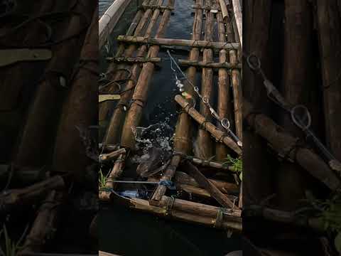 TOMAN BAR BAR #casting #toman #giantsnakehead #shorts