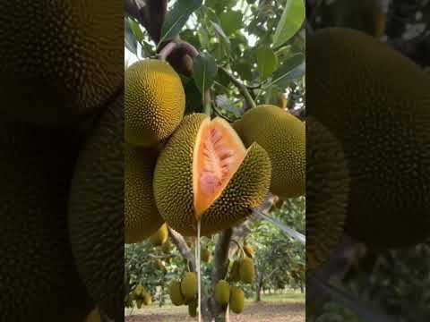 #AI#Ripe jackfruit