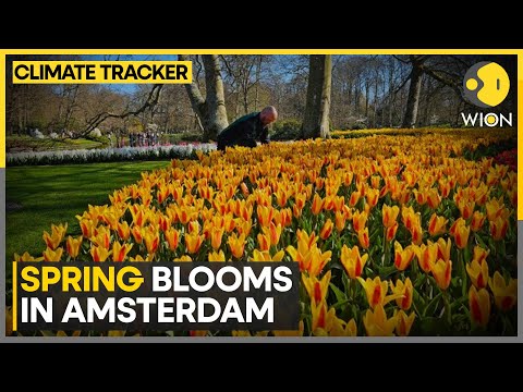 Spring Blooms In Amsterdam: Millions Of Flowers Bloom Near Amsterdam | WION Climate Tracker