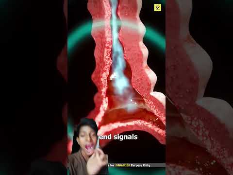 How To Inhaler An Work (EXPLAIN IT 3D ANIMATION) #3danimation #science  #cartoon #facts #animation