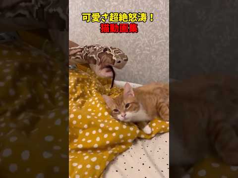 猫の動画サムネイル - 超絶怒涛🔥 #猫 #cat #cats #cute