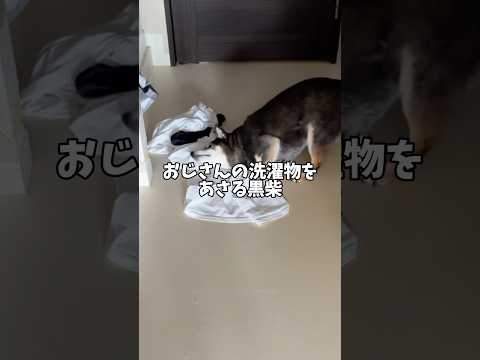 柴犬が洗濯物を漁る理由とその心理を理解しよう サムネイル