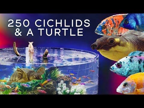 250 Cichlids & A GIANT TURTLE — 5-Foot Wide Aqua This massive 60 Inch Diameter Aquarium is filled with 250 Cichlids and a Fly River Turtle.

NOTE_ Wi