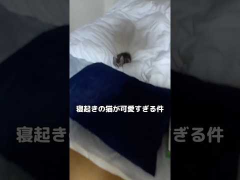 寝起きの猫の破壊力やばいw #子猫 #寝起き #shorts サムネイル