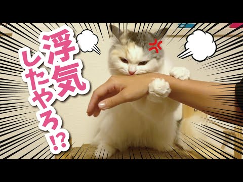 ペットショップで他の猫に浮気したらブチ切れられました おしゃべりする猫 まとめちゅーぶ