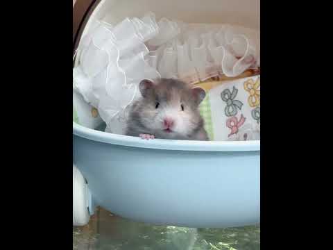 Wow it s a chubby baby with a whooshing voice #Hakimi#Golden Thread Bear#Cute cute#Cute to