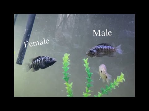 Male Vs Female Cuban Cichlids(Comparison) 