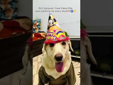 lucy 🫶🧿🐶#dogshorts #ytshortsindia #ytshorts #viral #neetubisht #elvishyadavvlogs #lakshmi #manisha