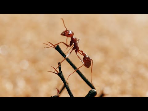 The Tiny World Of Insects | BBC Earth