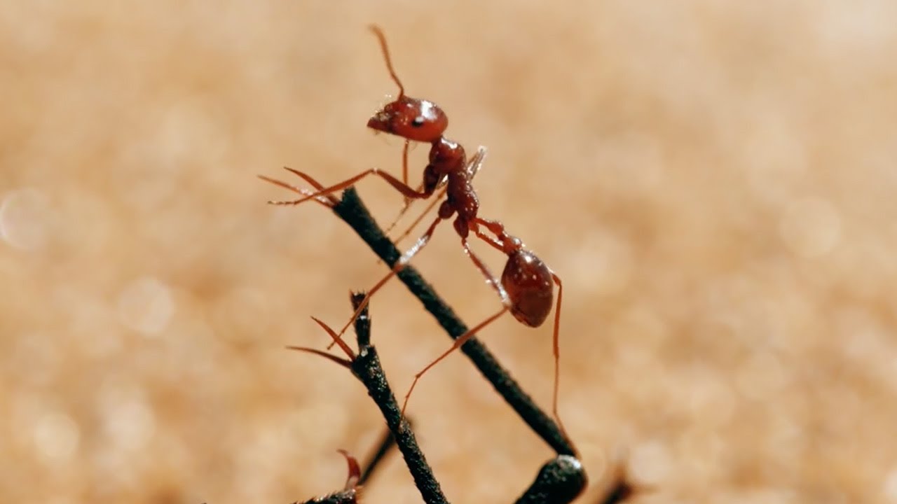 The Tiny World Of Insects | BBC Earth