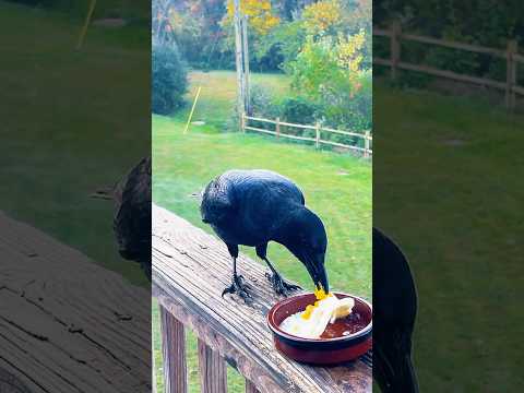 Outtake P1. Crows Finish up Sunny Egg