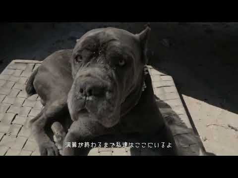 犬も歩けばボーアモデル ドッグフード買い太郎 MV