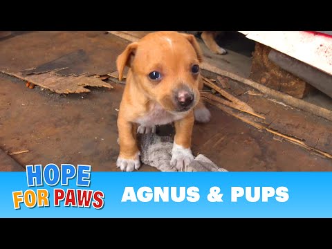 Dog had given birth in a shipping yard, but the guard didn't want us there!