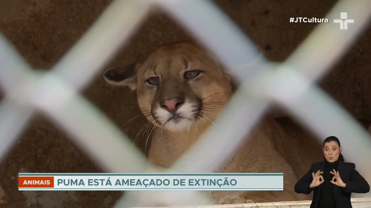 Brasil abriga maior diversidade de pumas do mundo mas espécies enfrentam risco de extinção