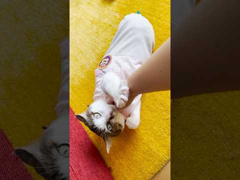 お誘い大成功でご満悦なエース #cats