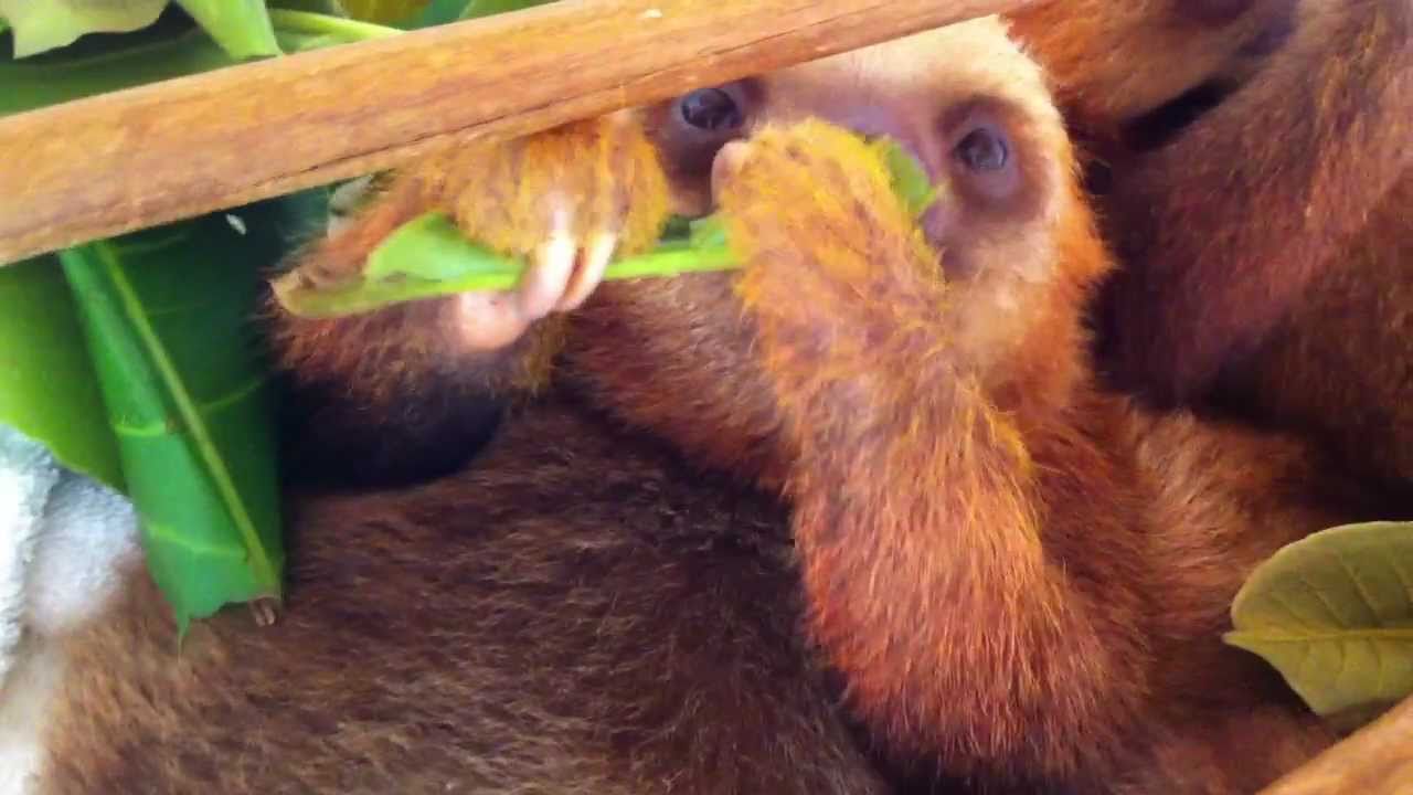 Baby Sloths eating in Costa Rica - YouTube