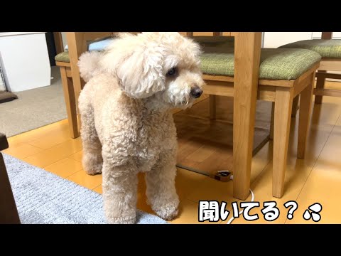 都合が悪いと人の話を聞こうとしない大きいトイプードル【デカプー】【トイプードルのロアくん】【toy poodle】