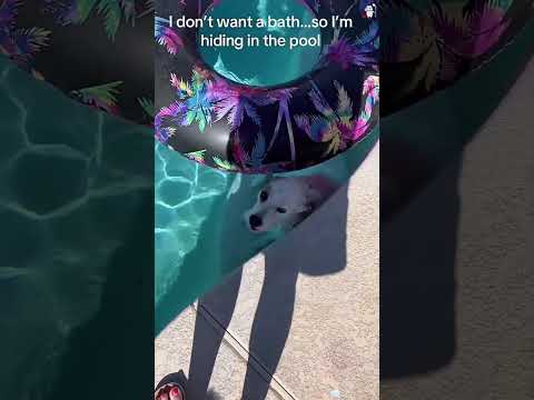 Funny and cute dogs compilation#funnydogs#cute#doglover#doglife#cure#dogshorts#pet#doglife#dogshorts