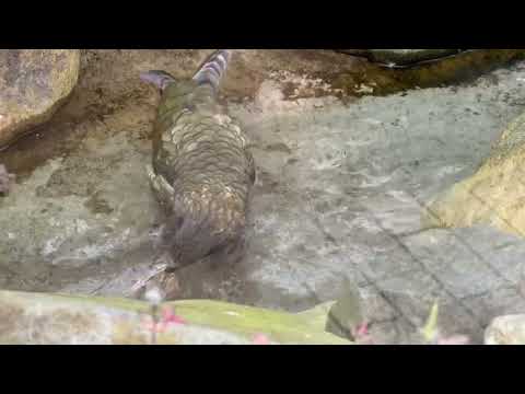 レアちゃんのお洗濯と那須どうぶつ王国の様子【2023年10月】 サムネイル