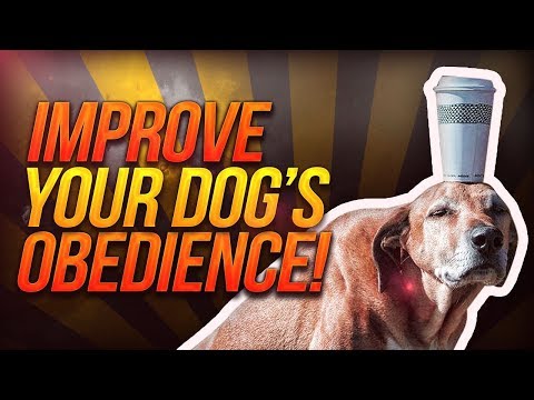 How To Make Your Dog Listen To You THE FIRST TIME!