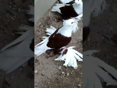 #pigeon #golubi #tauben #golub #kabootar #kabutar #kaptar #reels #rek #bird #birds