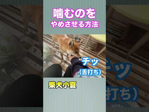 噛むのをやめさせる方法　柴犬小夏