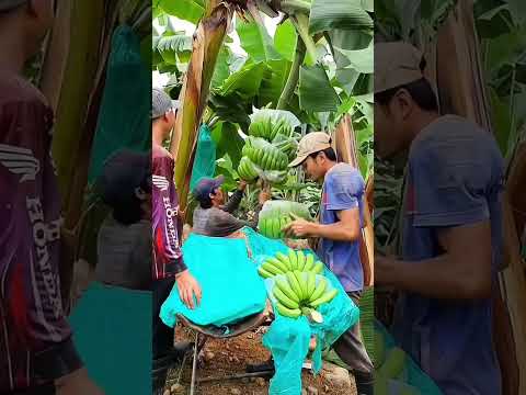 Banana tree farming#gauvafacts #Shorts #viralshorts #trendingshorts #facts