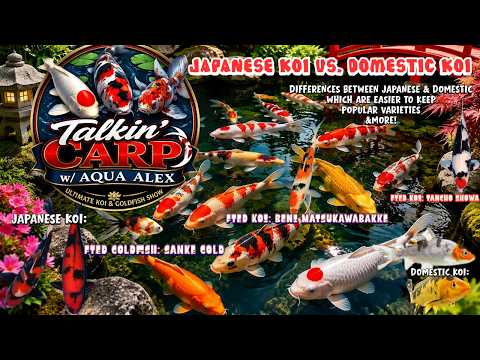 Talkin' Carp w/ Aqua Alex: Japanese Koi vs. Domestic Koi