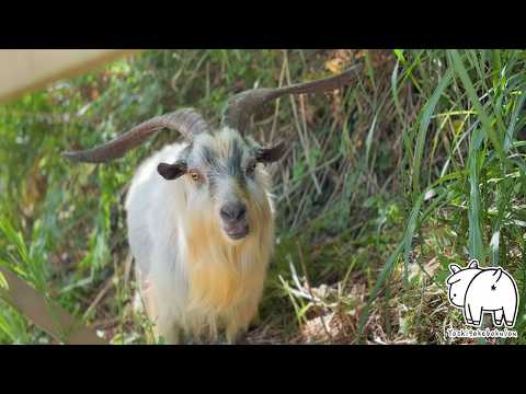 草むらの中にいるとカッコよさが爆増するオスヤギ✨　2025年7月20日　吉がけ牧場　#goatfarming