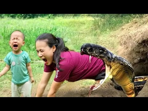 VIDEO FULL: 365 Days Harvesting fruit and take it to the market to sell - Gardening