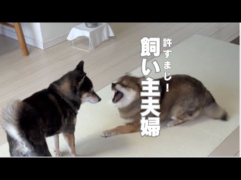 柴犬と飼い主夫婦の激闘？ サムネイル