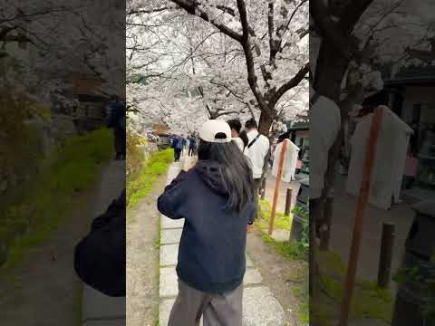 #京都 #kyoto #満開 #ジン