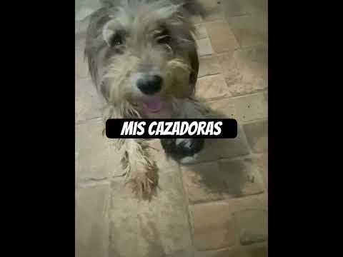 #cazadora#peluda#viral