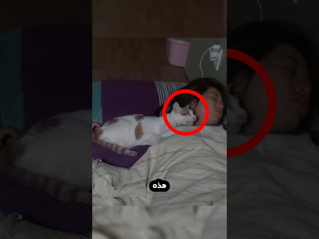 لن تصدق ماذا فعلت هذه القطة مع مربيتها!⭕
