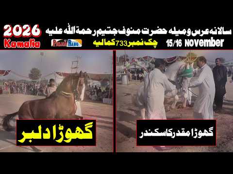 Moqdarمقدر کا سکندر l Dilbar دلبر l Horse Dance l 15 November 2025 l Manoof Jateem Kamalia