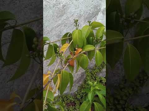 ri Pyari Pyari Chhoti Si Bagiya